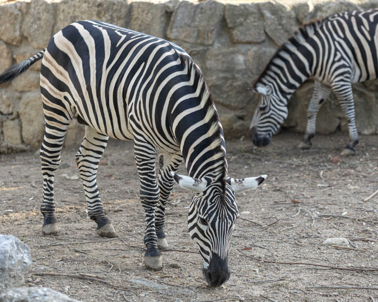 Две полосатые зебры в зоопарке