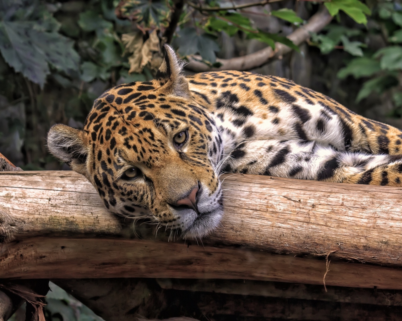 A large spotted jaguar lies on a dry tree.