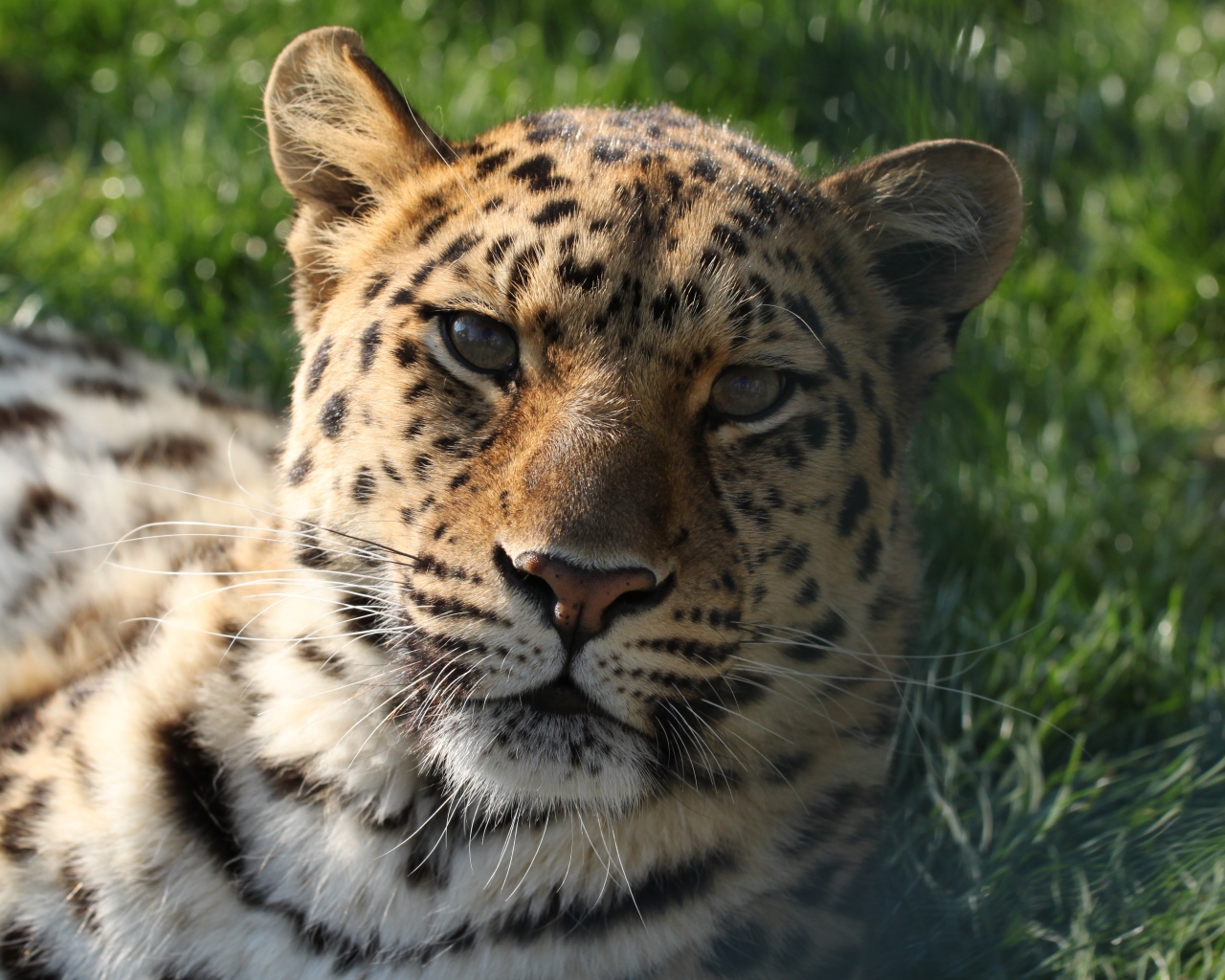 Большой пятнистый леопард лежит на зеленой траве 