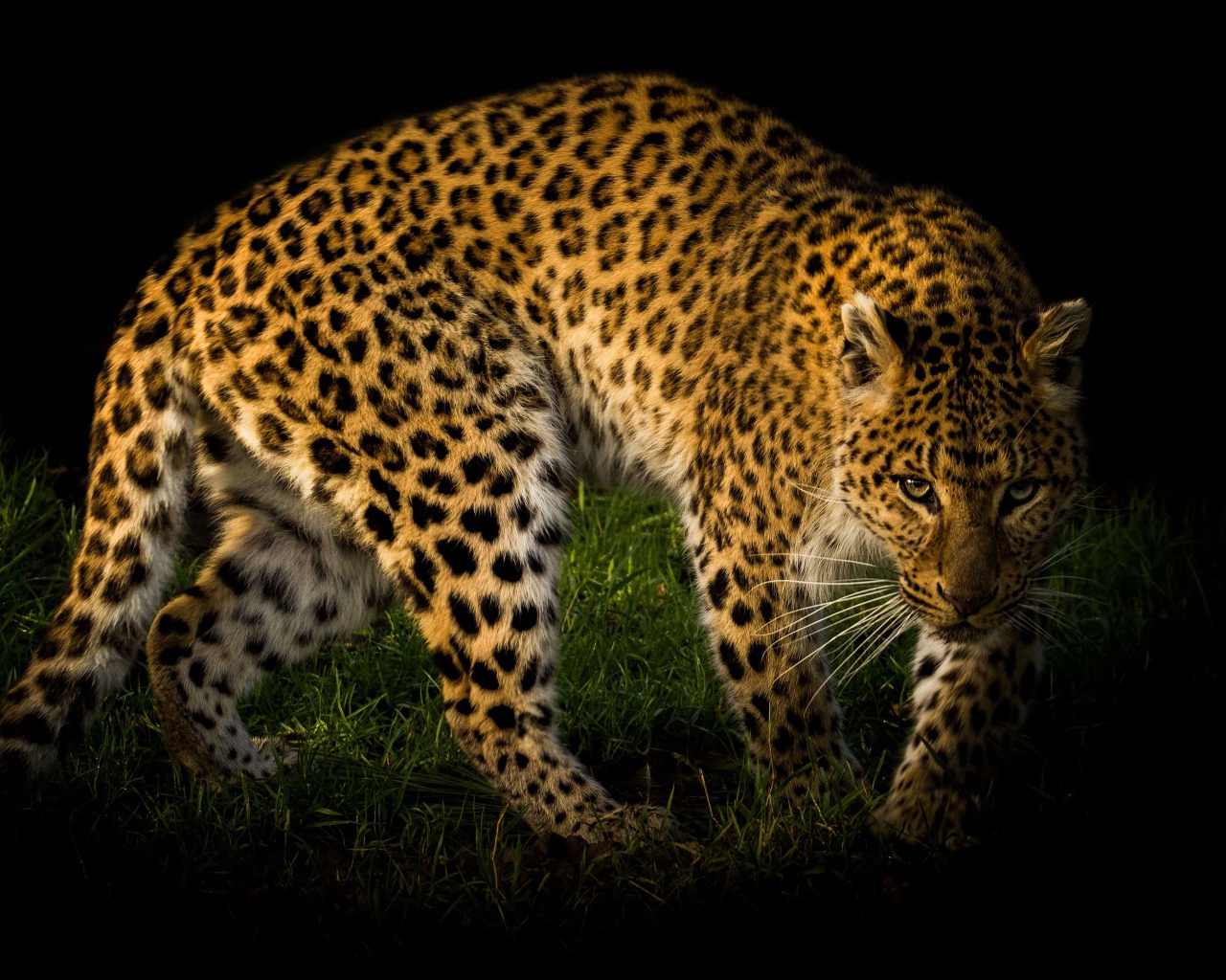 Большой пятнистый леопард идет по зеленой траве