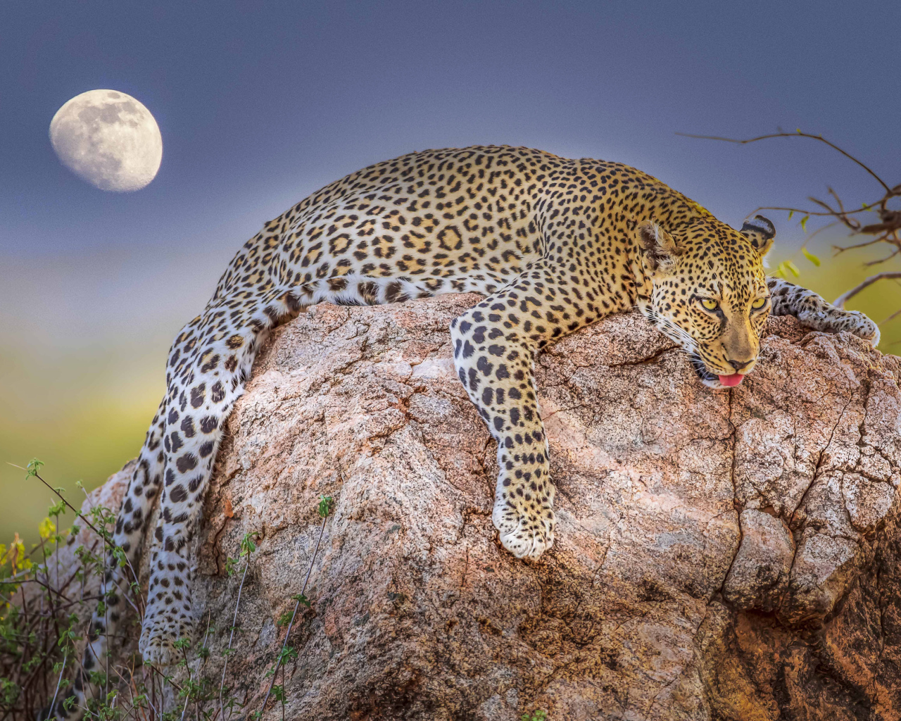 Уставший леопард лежит на камне на фоне луны 
