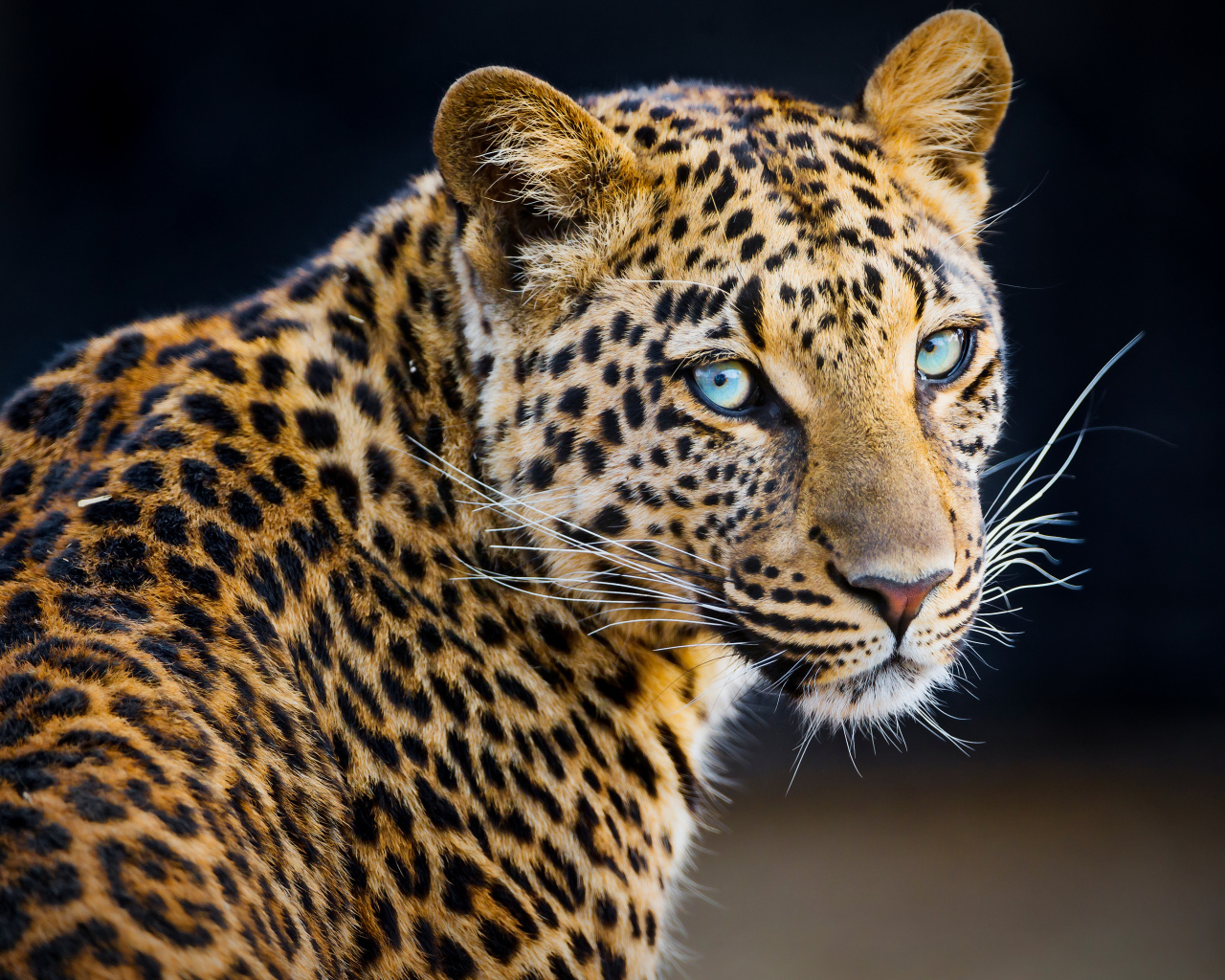 Красивый пятнистый леопард 