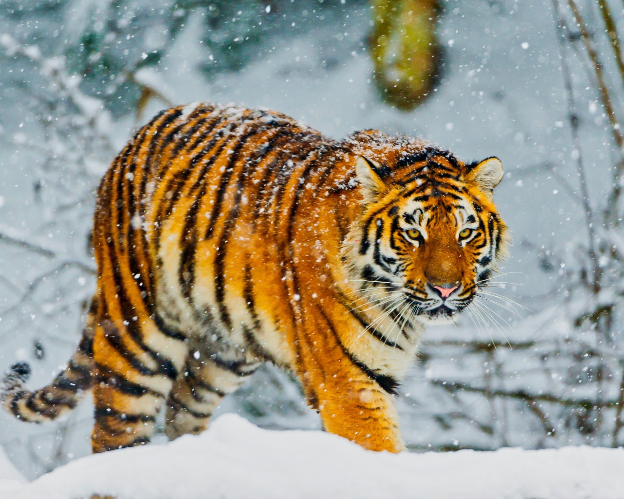Большой амурский тигр идет по заснеженному лесу
