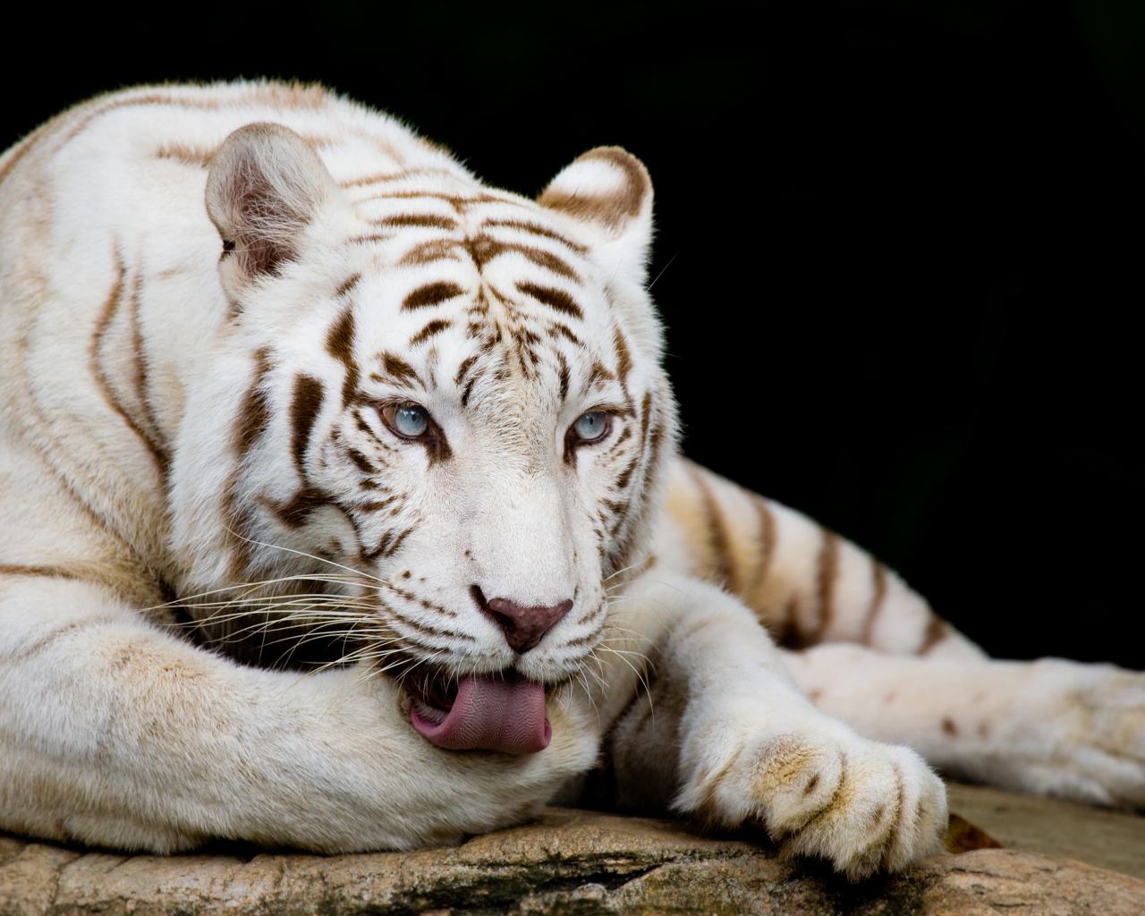 Большой белый голубоглазый бенгальский тигр