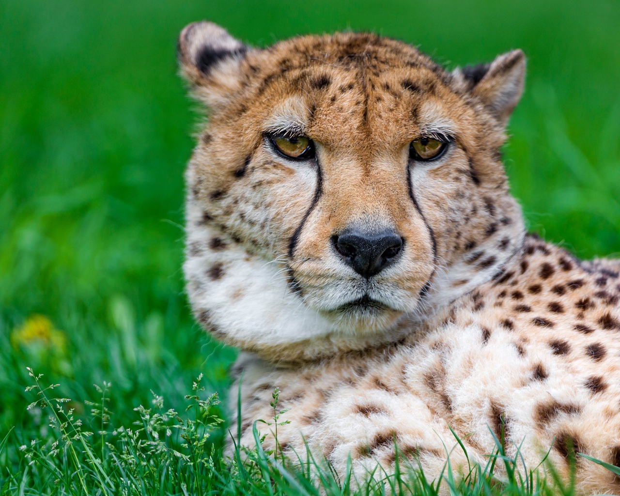 Большой гепард лежит на зеленой траве крупным планом