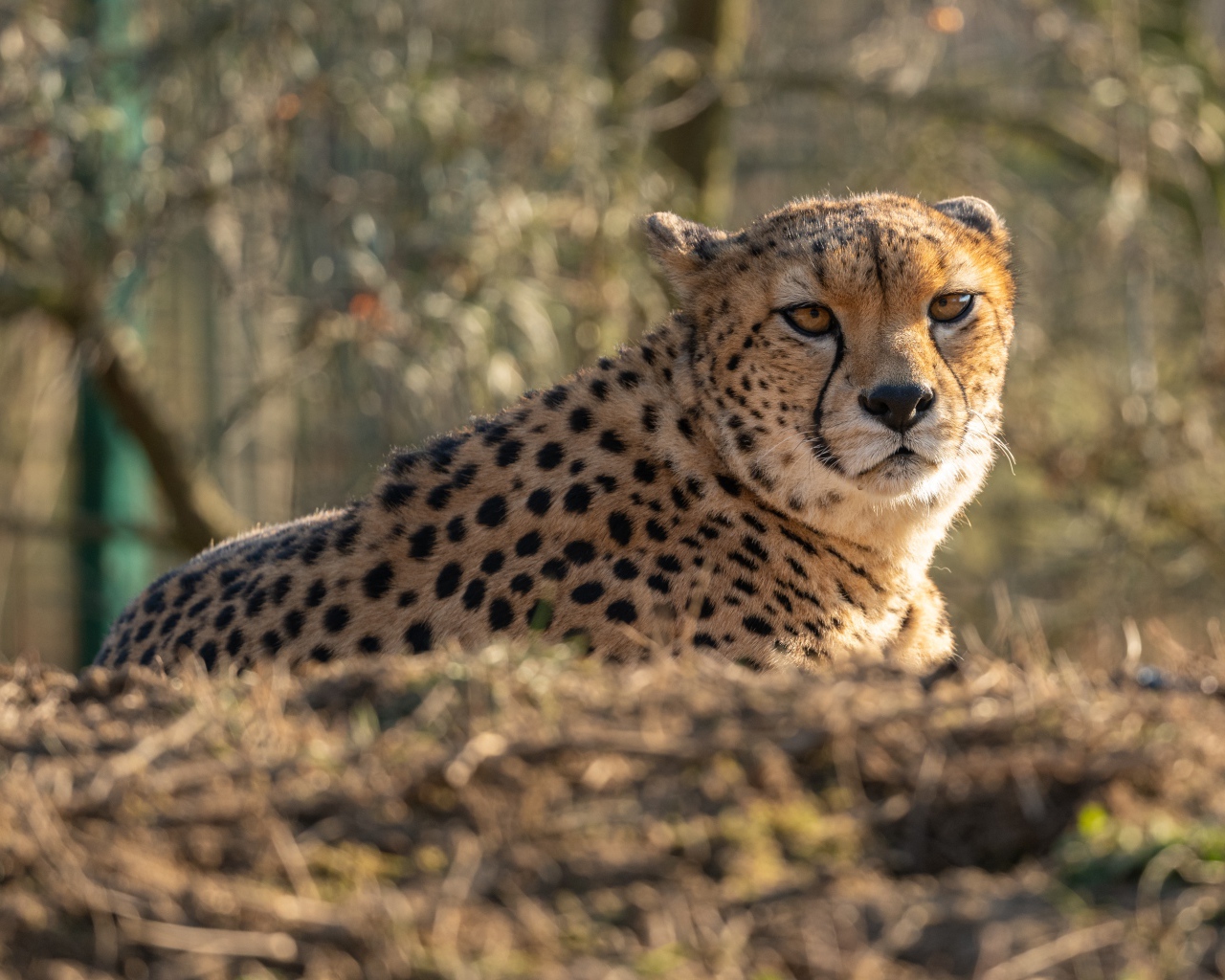 Большой гепард лежит на траве в лучах солнца