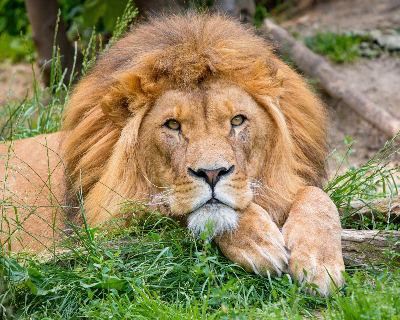 Большой лев лежит на зеленой траве 