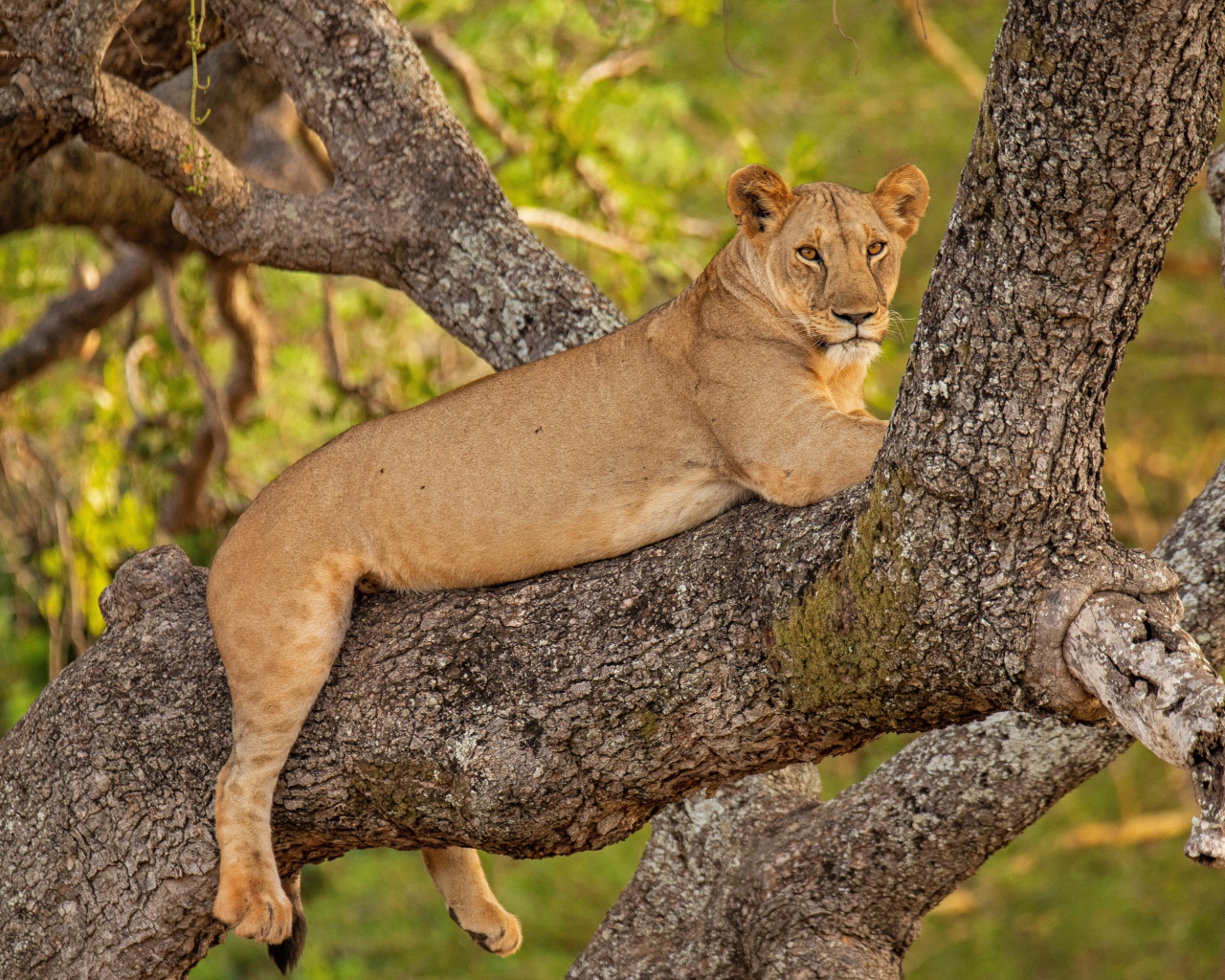 Большая львица лежит на ветке дерева 