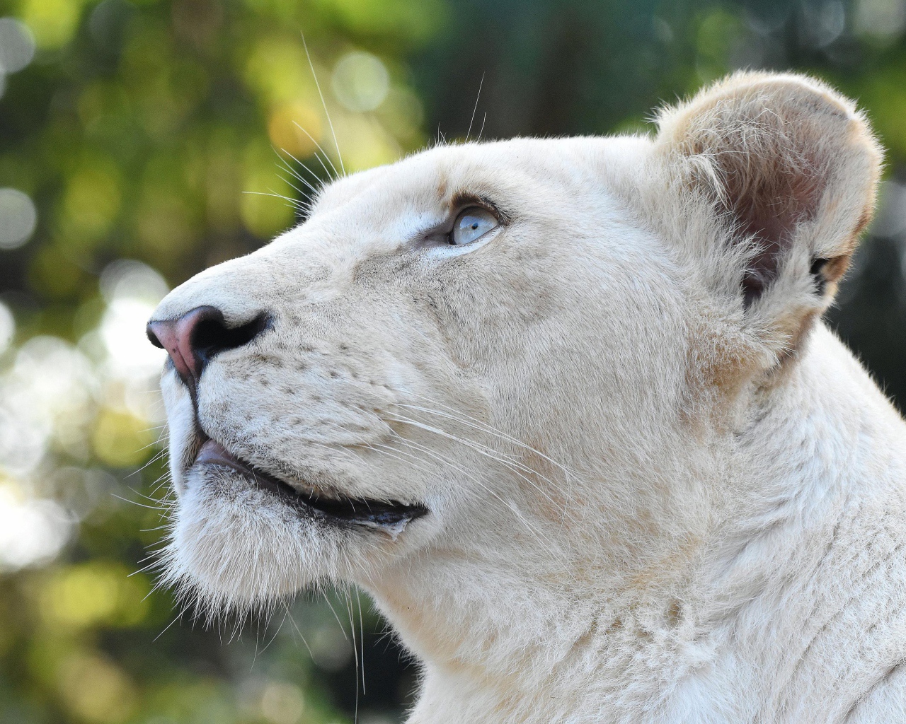 Большая львица с голубыми глазами смотрит вверх 