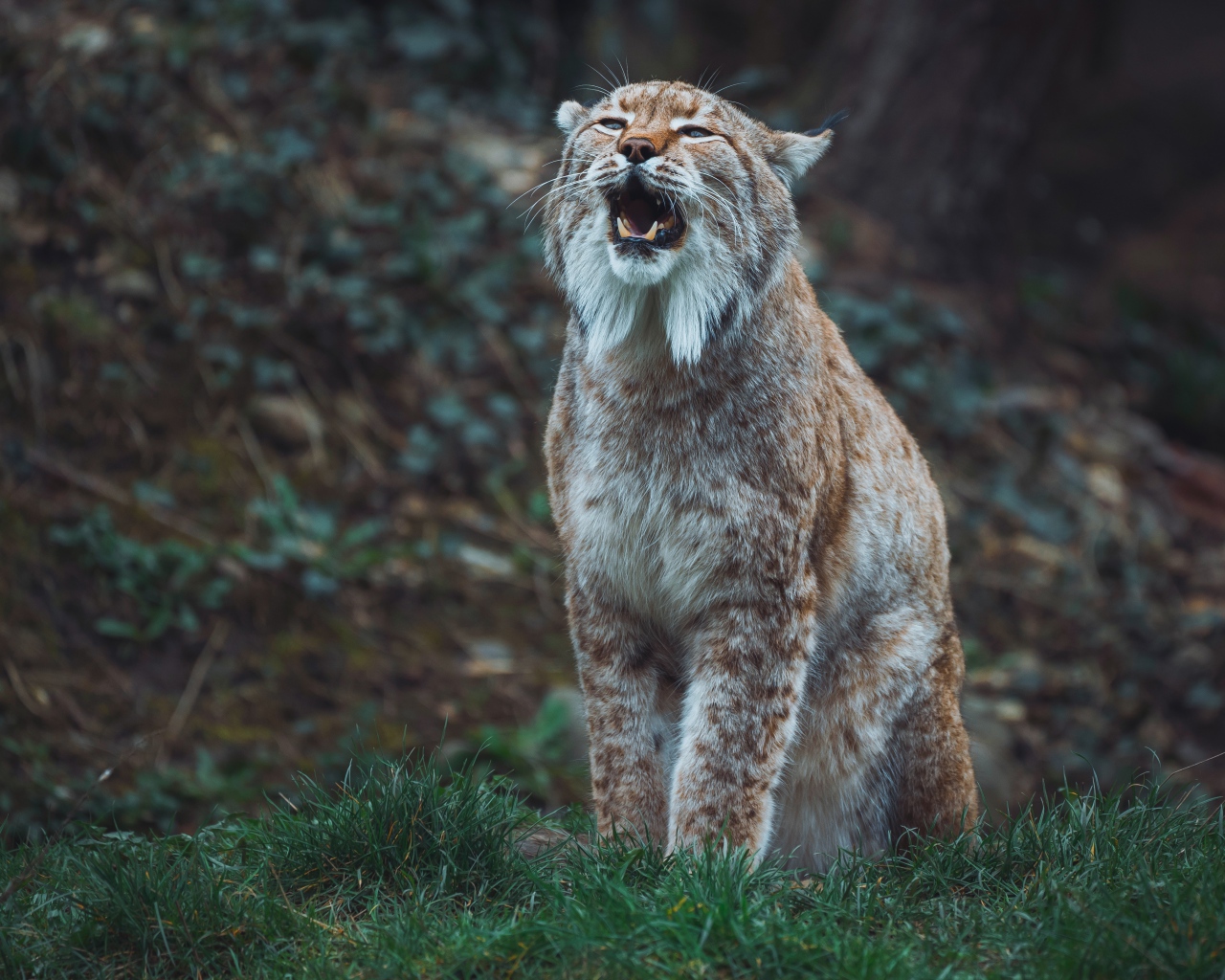 Большая рысь кричит в лесу 