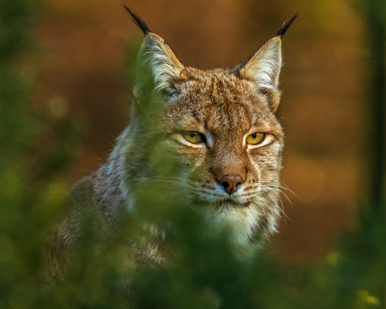 Большая рысь сидит в засаде