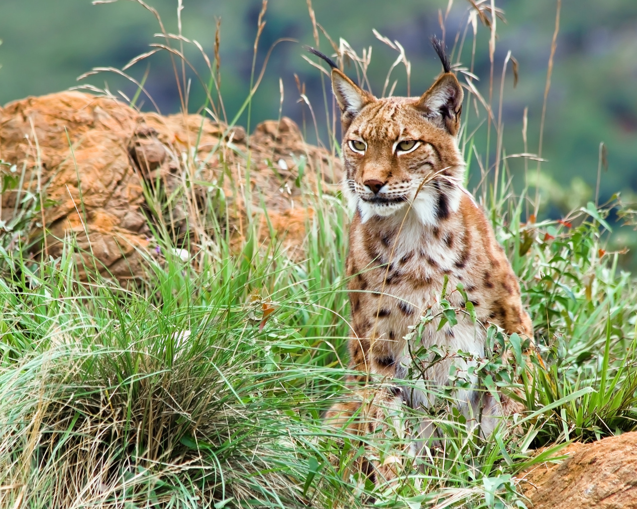 Большая рысь с кисточками на ушах сидит в траве