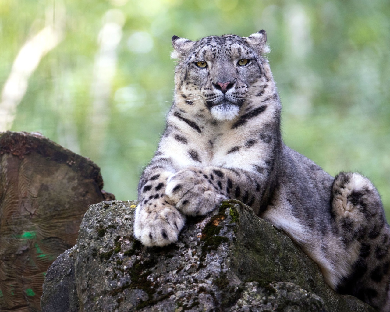 Большой снежный барс лежит на камне