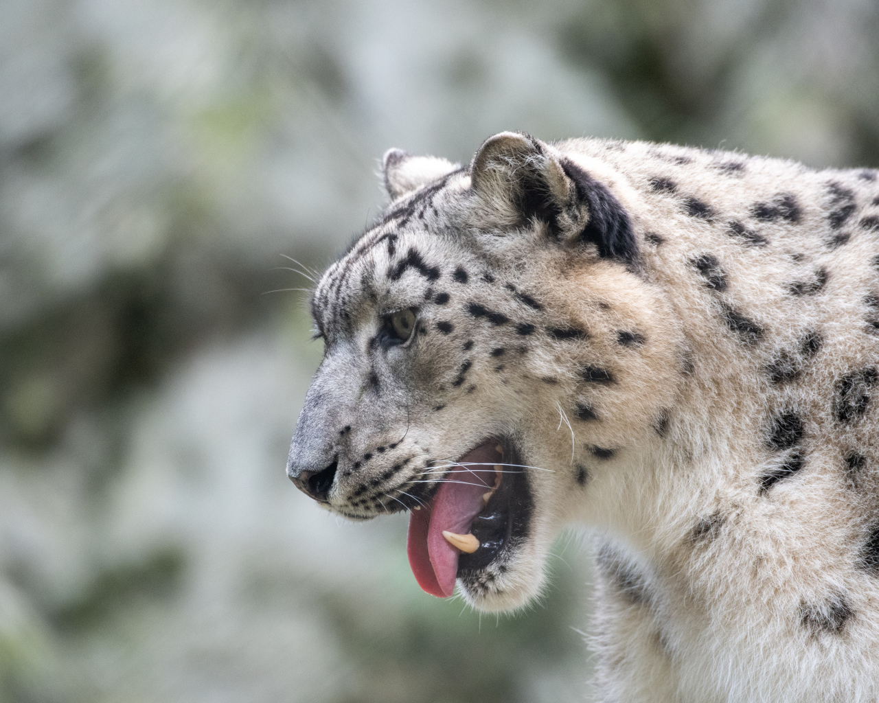 Большой снежный барс с высунутым языком