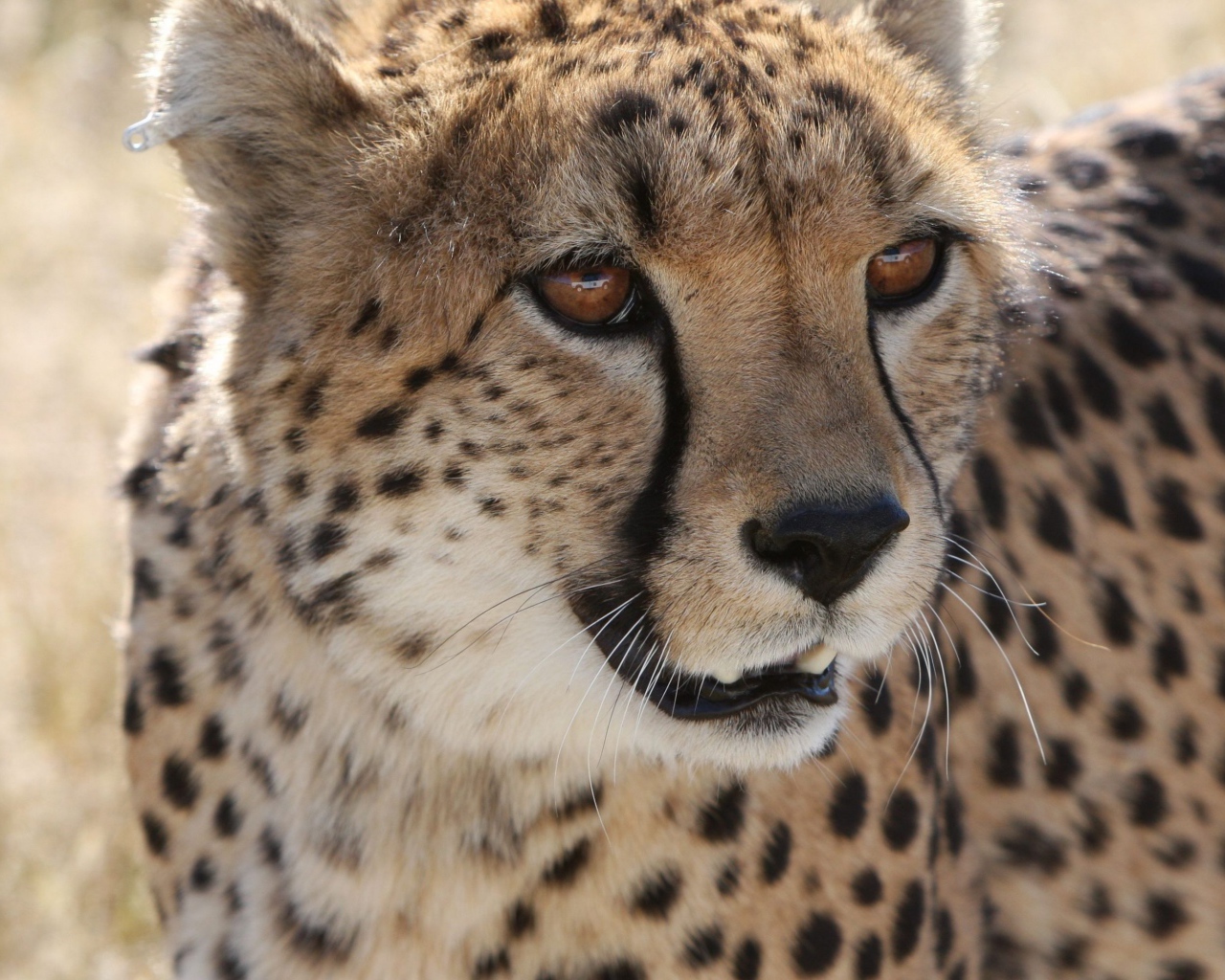Большой пятнистый гепард крупным планом