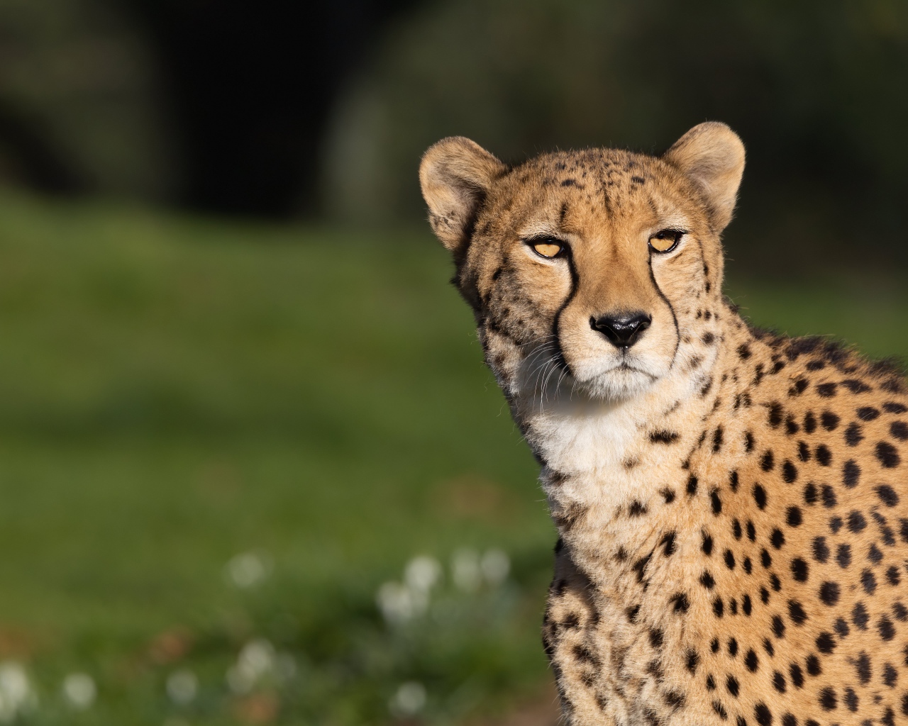 Большой пятнистый гепард в лучах солнца 