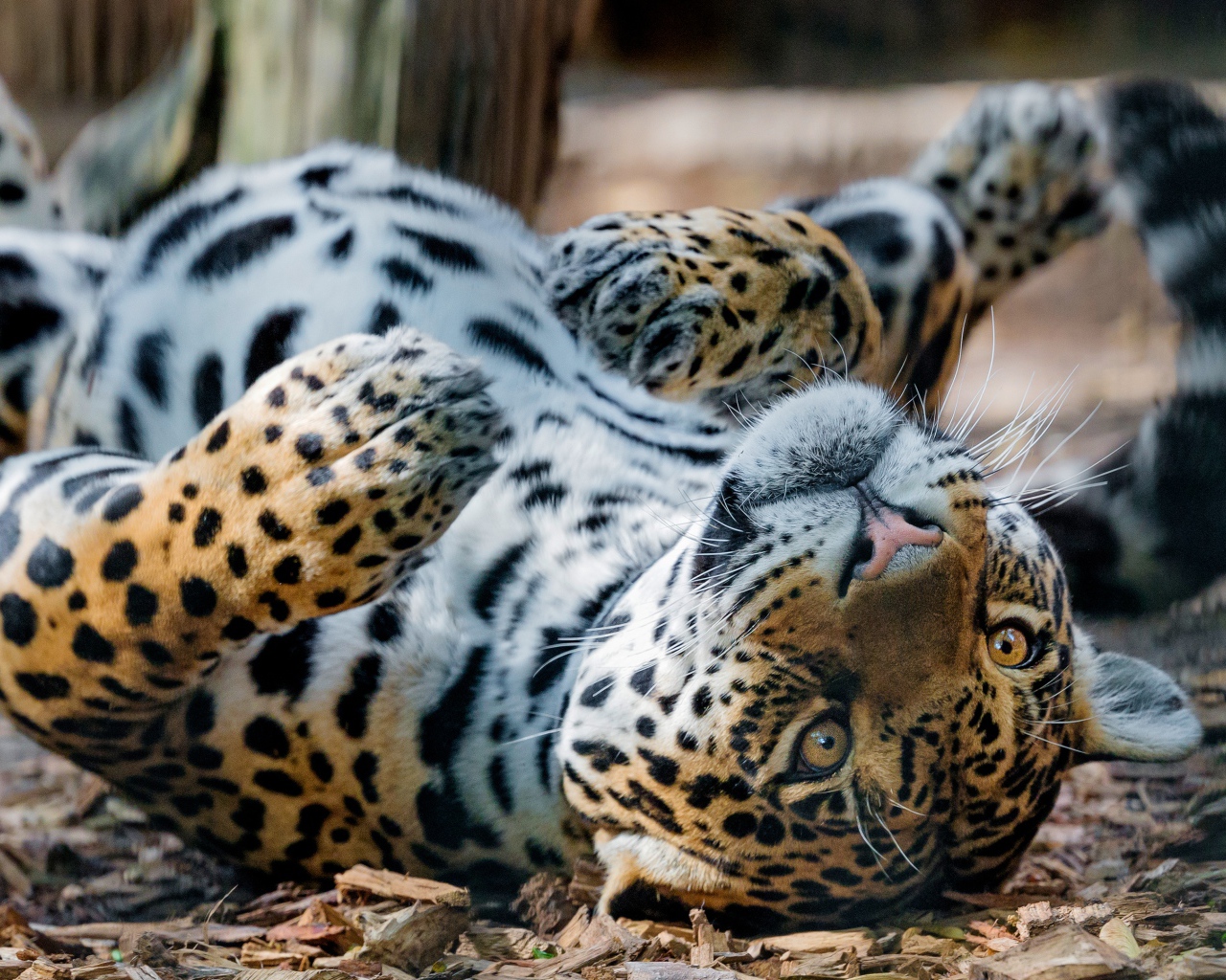 Большой пятнистый ягуар лежит на земле 