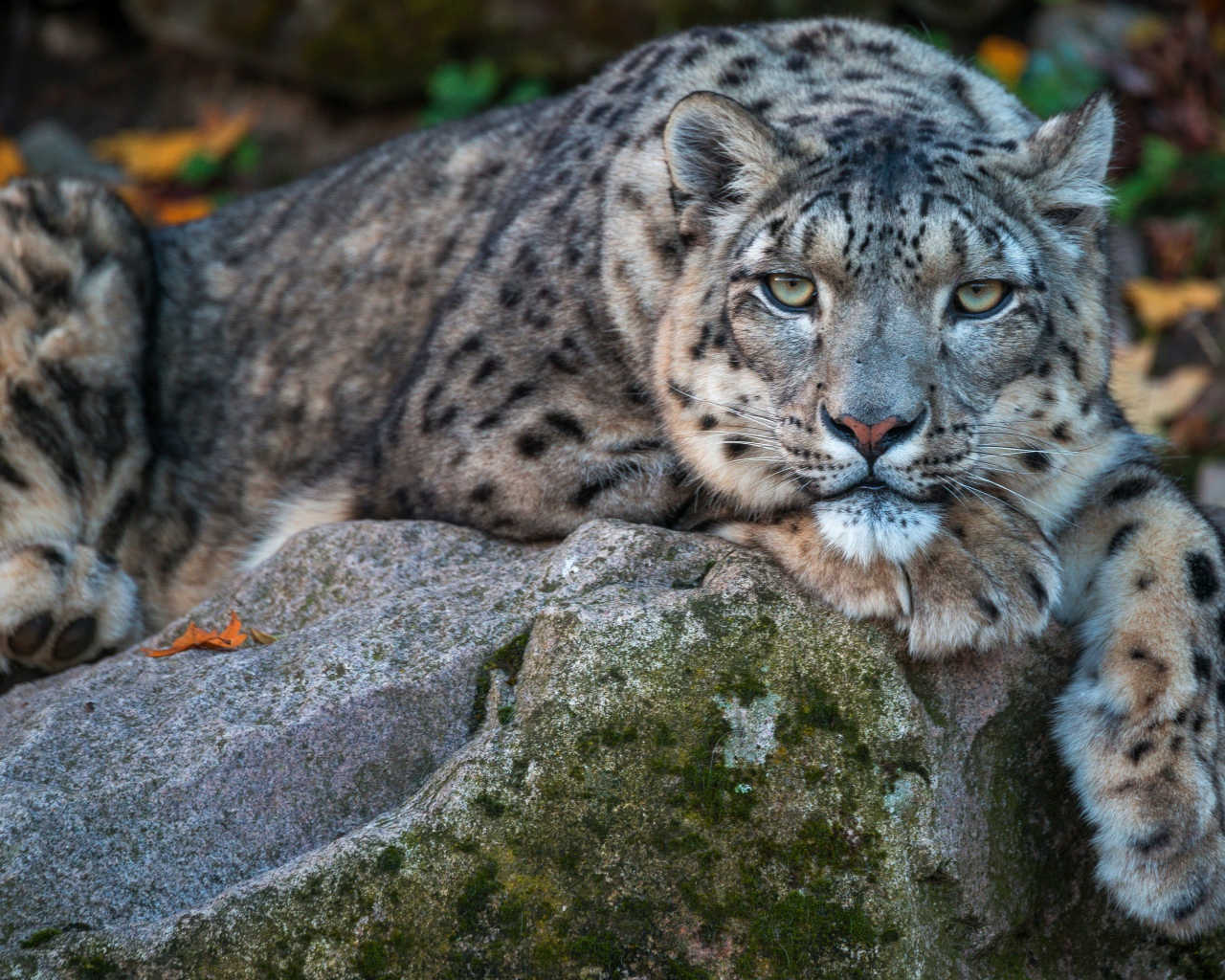 Большой пятнистый барс лежит на камне