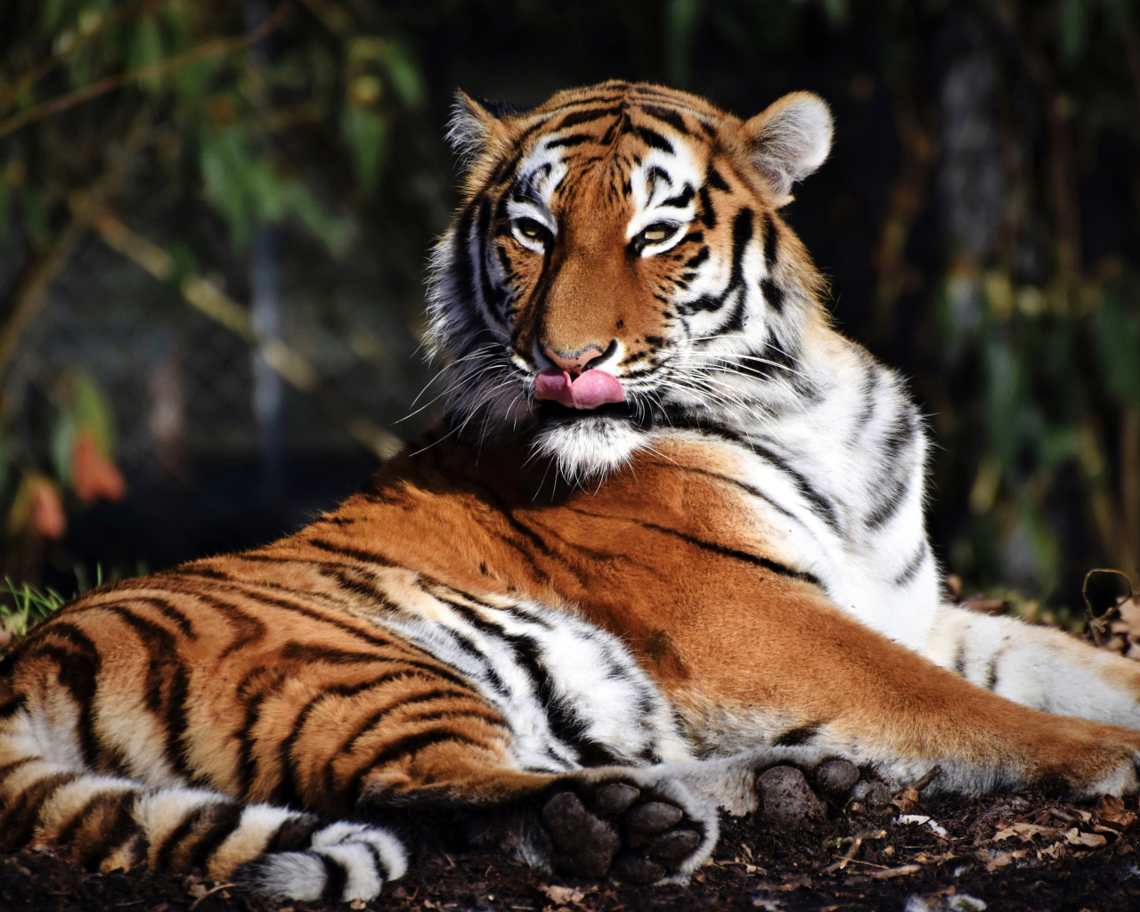 Большой полосатый тигр облизывает морду