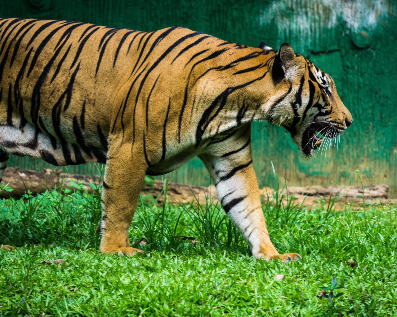 Большой полосатый тигр идет по зеленой траве 