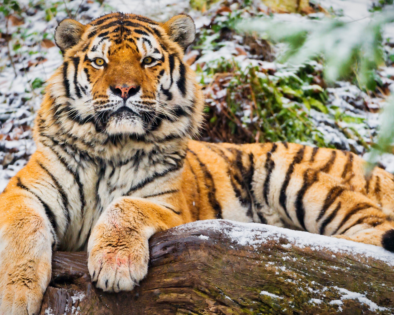 Большой тигр лежит на заснеженном сухом дереве