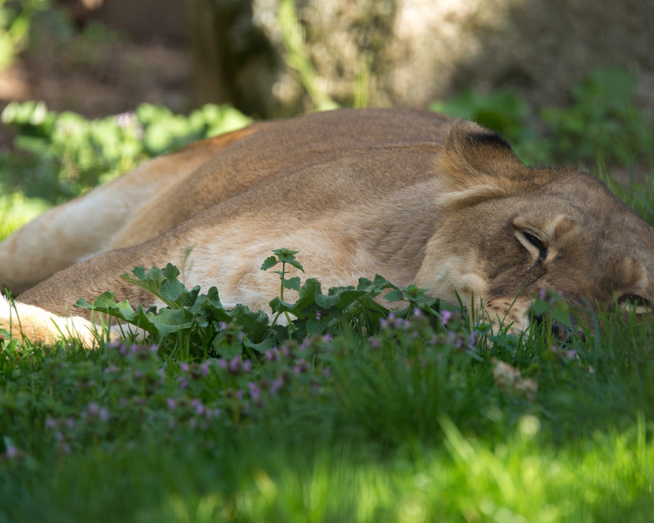 Большая уставшая  львица лежит на зеленой траве