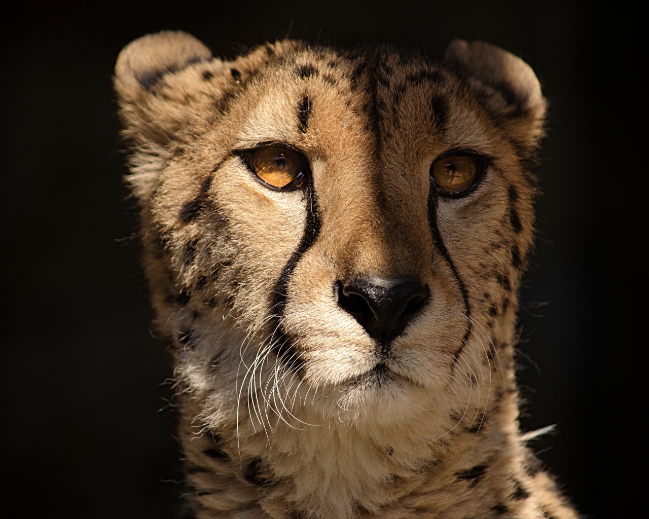 Морда гепарда крупным планом на черном фоне 