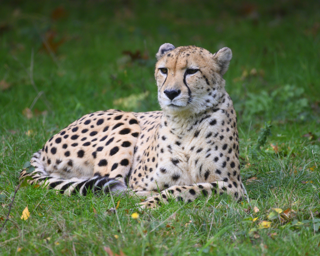 Гепард лежит на зеленой траве 