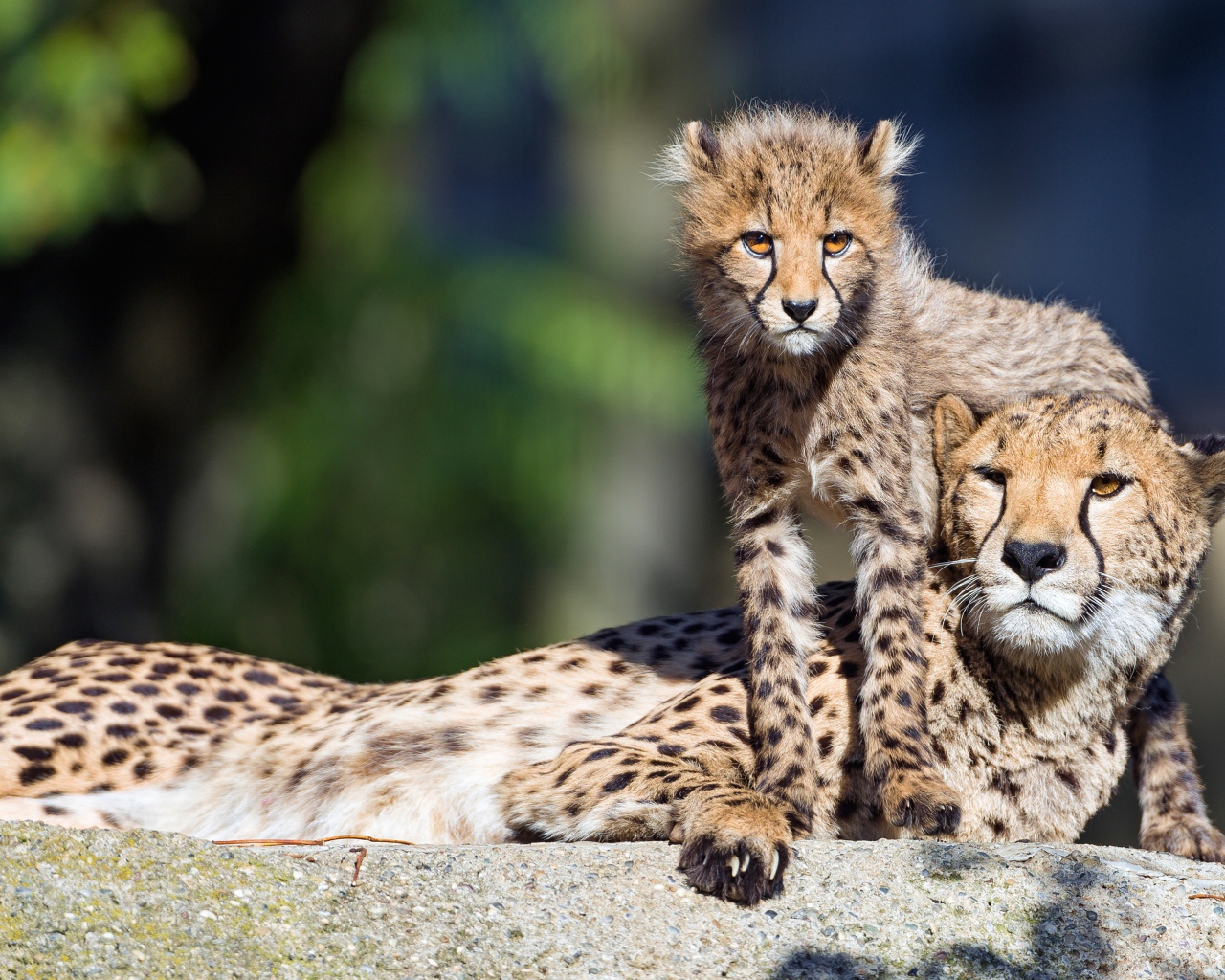 Гепард с детенышем лежат на камне 