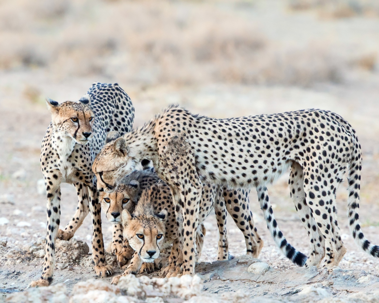 Гепарды охраняют детенышей 