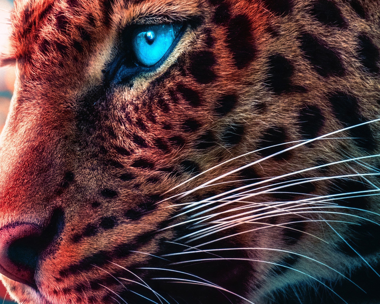 Морда голубоглазого леопарда крупным планом