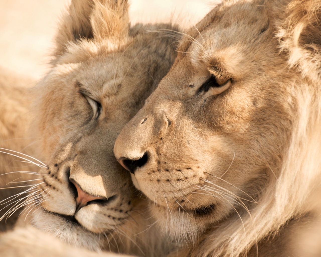 Enamored lion and lioness close up
