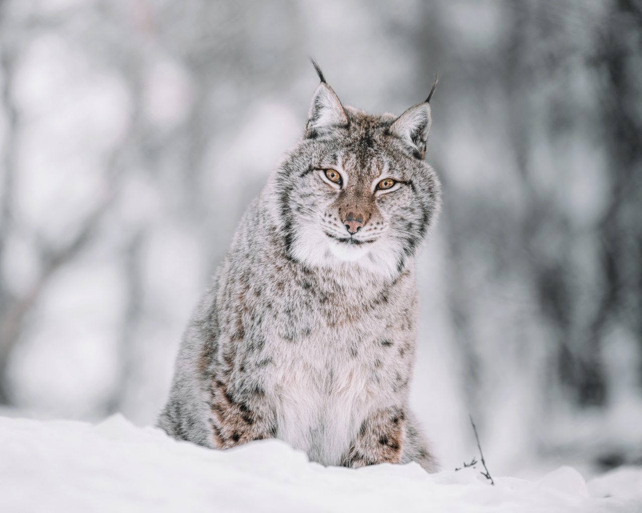 Серая рысь сидит на снегу 