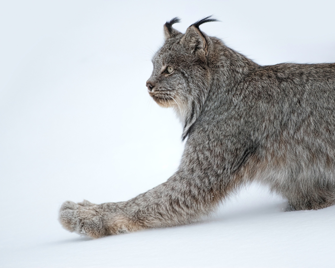 Большая хищная рысь на белом снегу