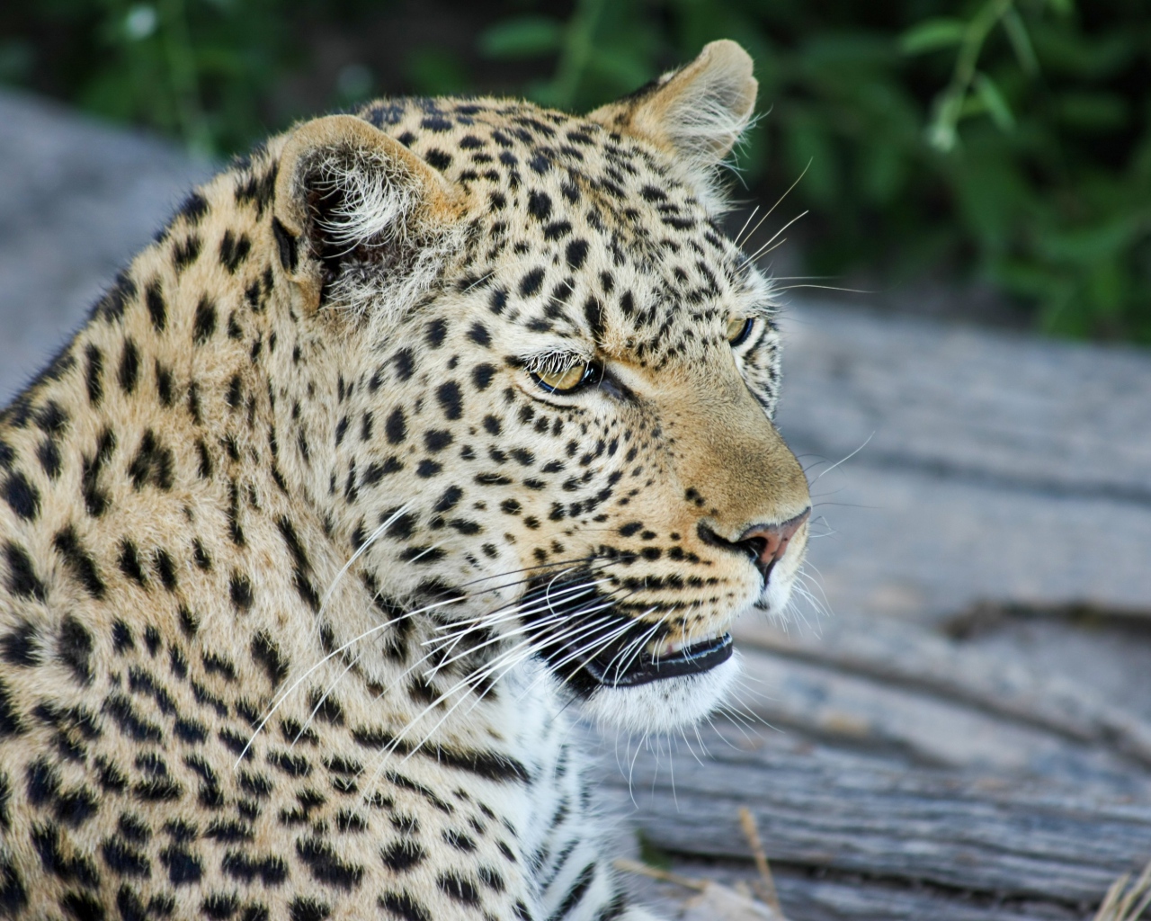 Большой пятнистый леопард отдыхает на земле 