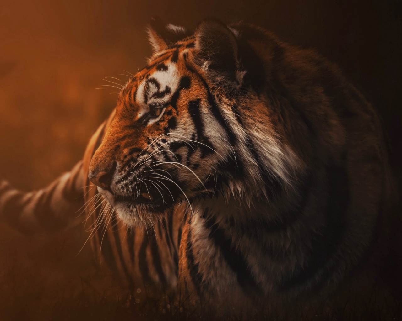 Большой полосатый хищный тигр в тумане