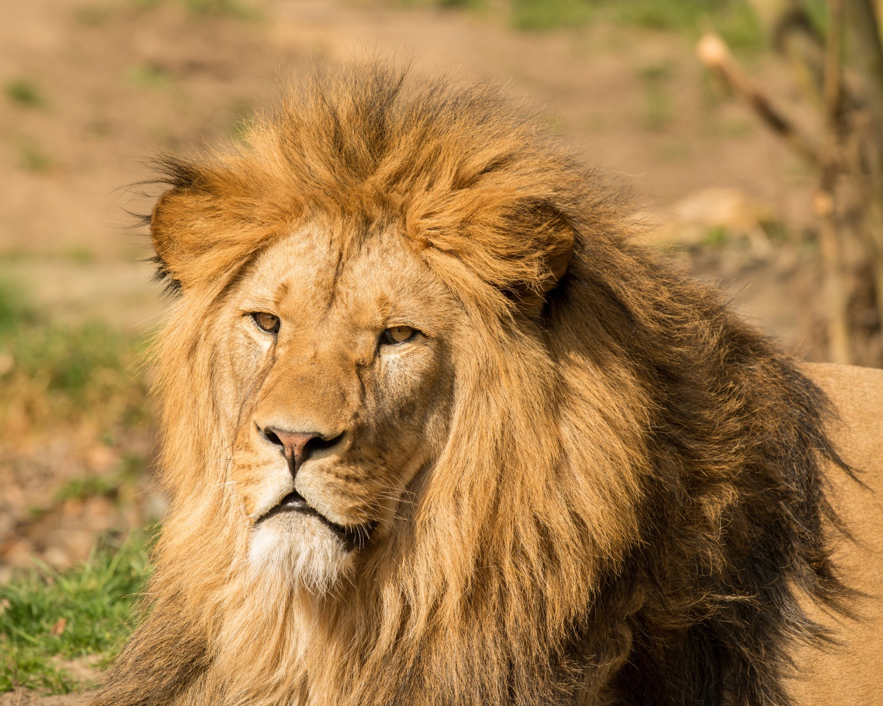 Морда льва с пышной гривой