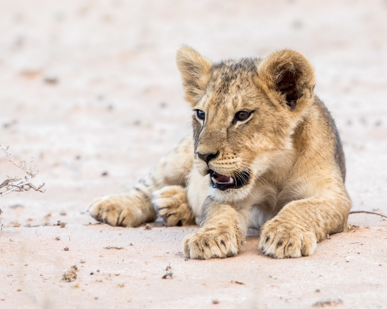 Маленький забавный львенок лежит на песке