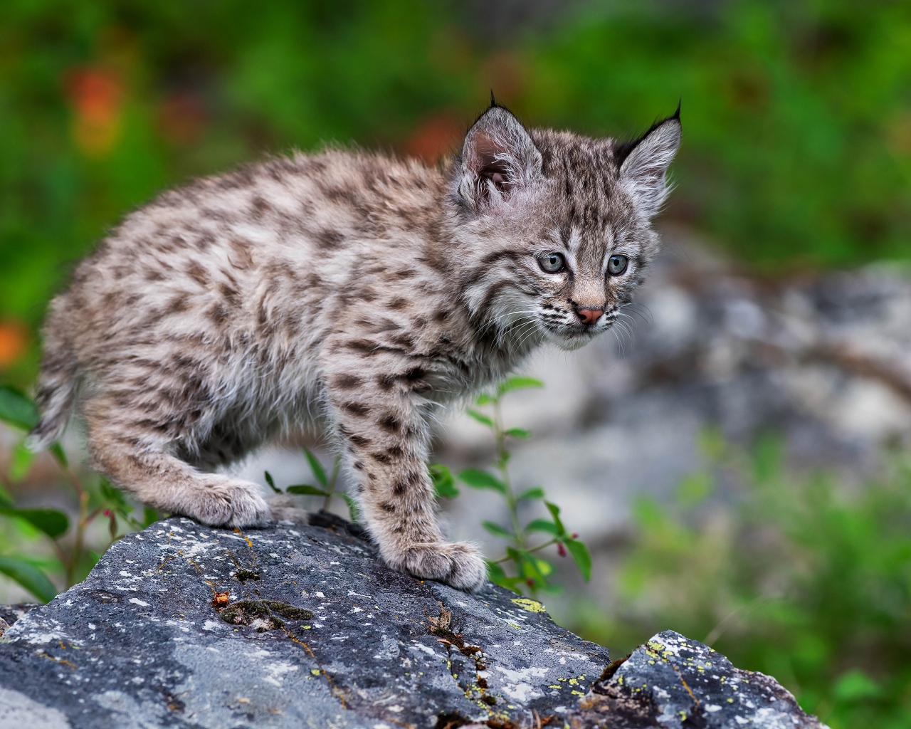 Маленький детеныш рыси стоит на камне