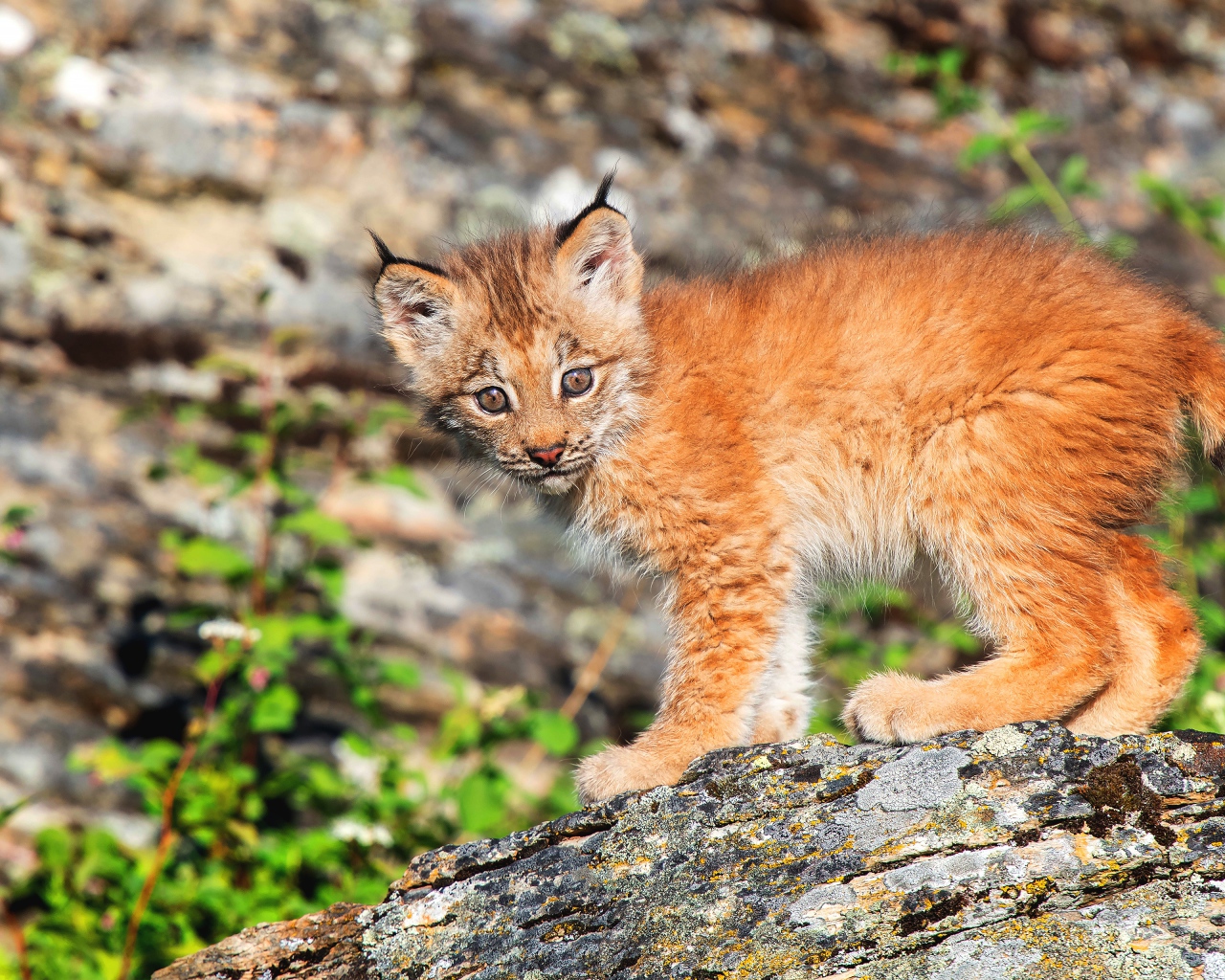 Детеныш рыси в лучах солнца на камне