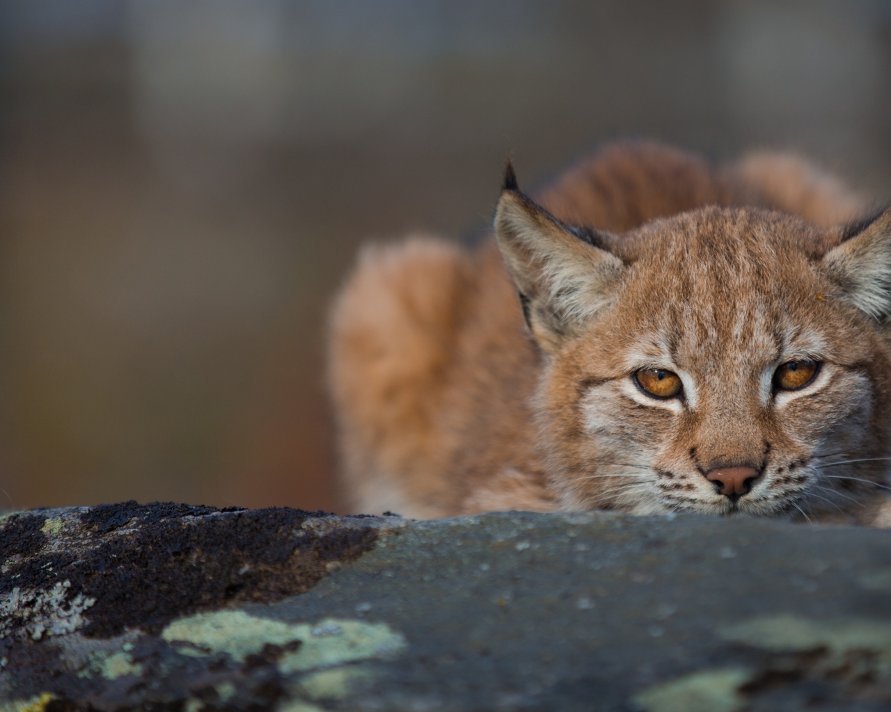 Рысь прячется на большом камне
