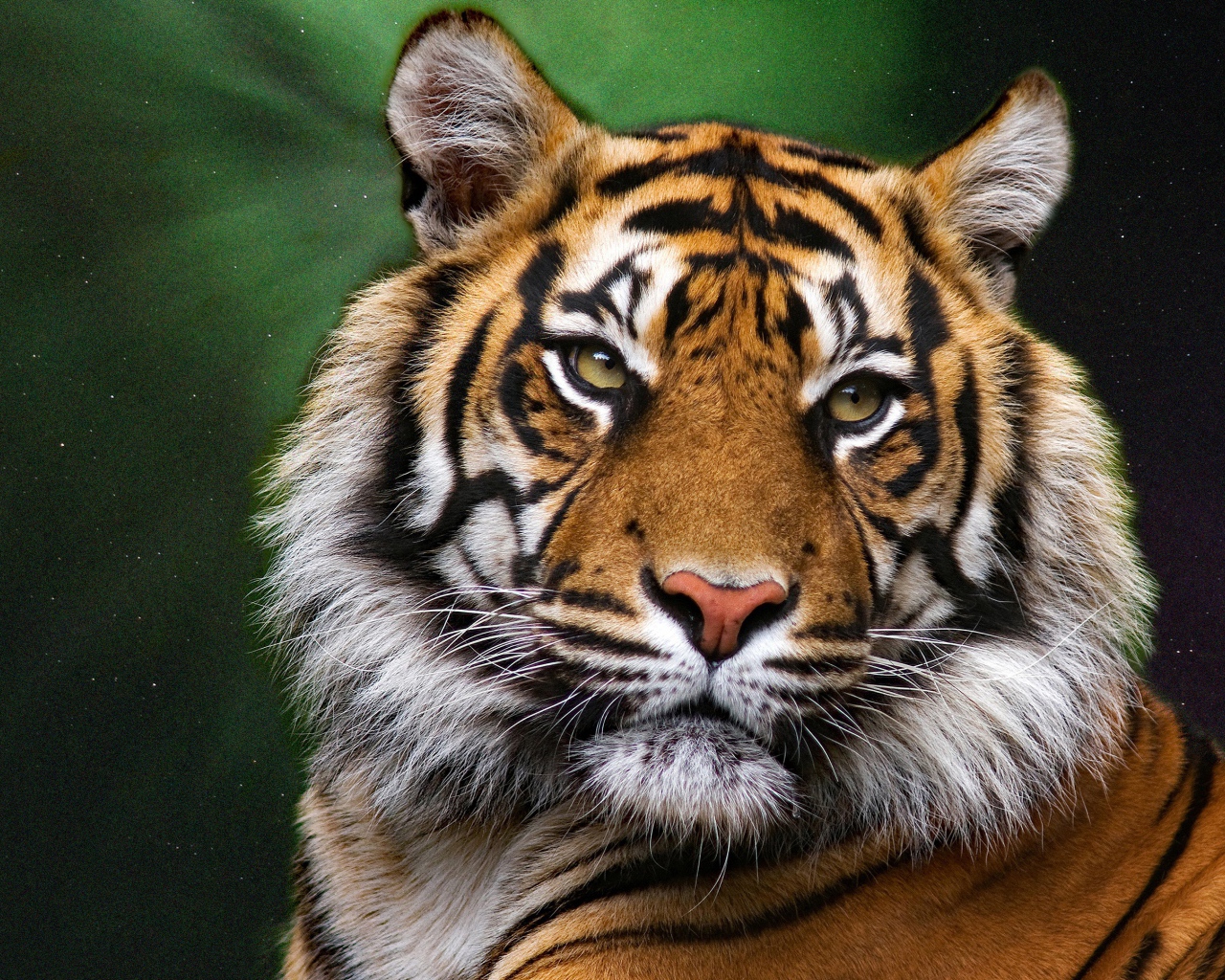 Морда большого полосатого тигра на зеленом фоне