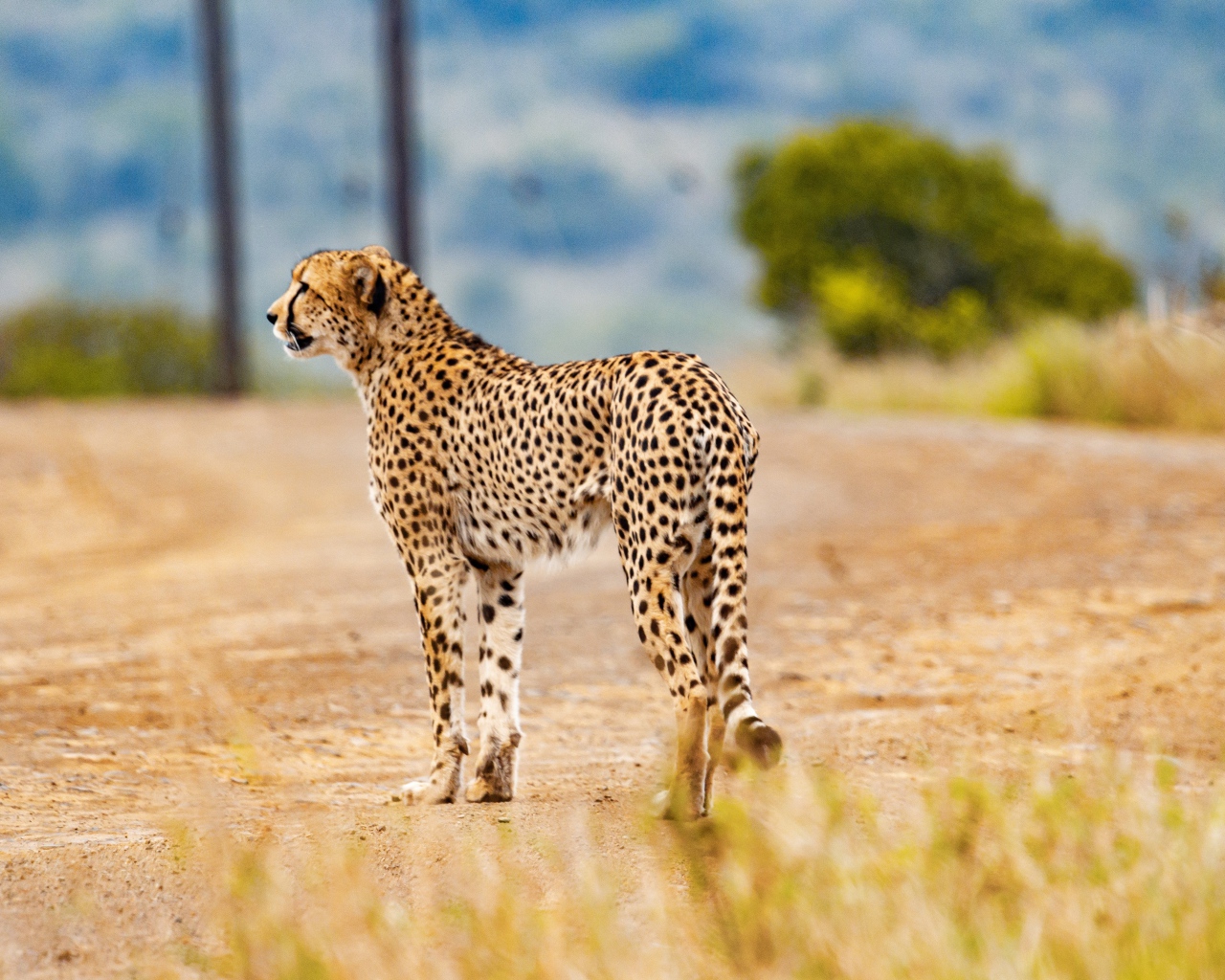 Хищный гепард в тропической саванне 