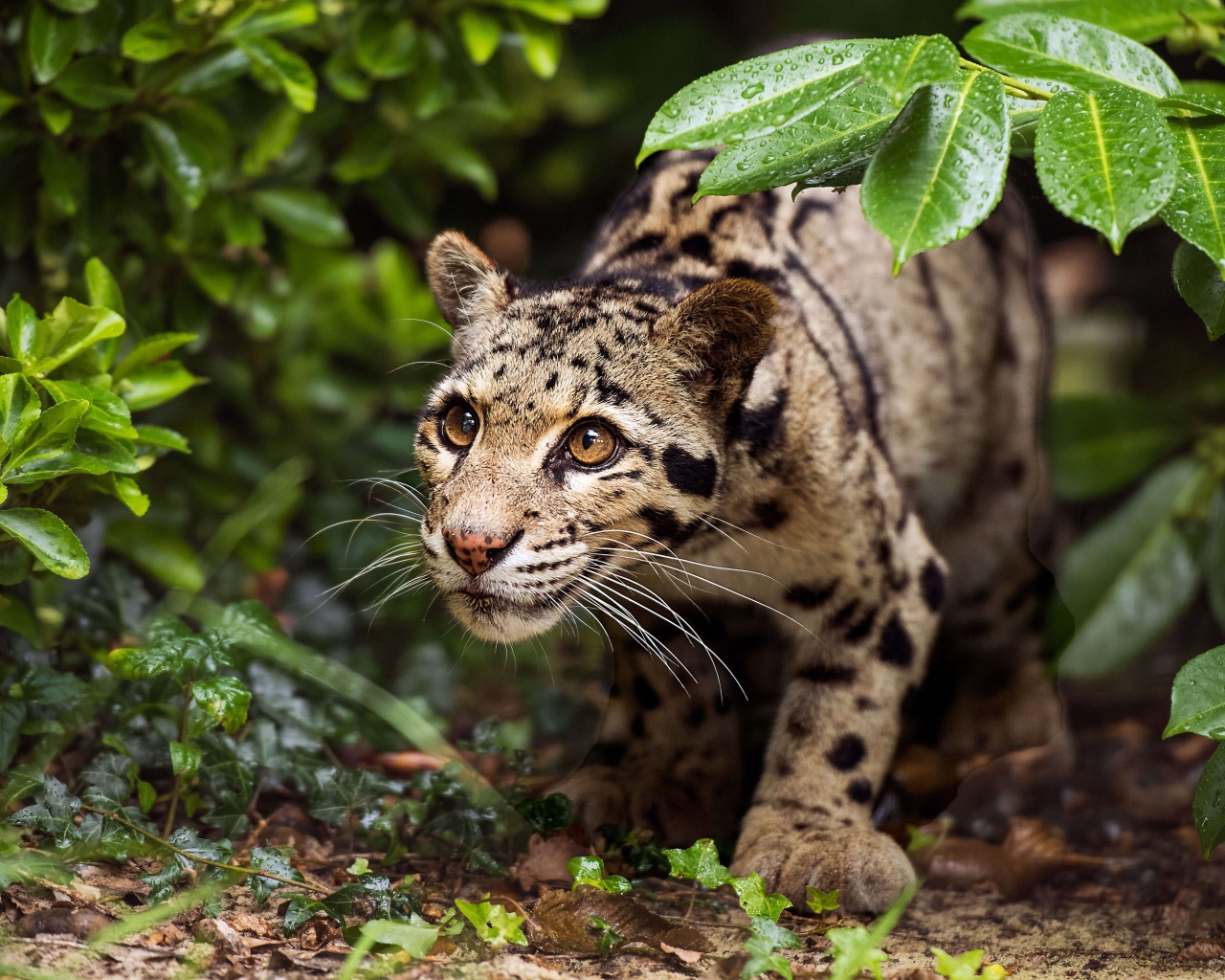 Хищный оцелот на охоте 