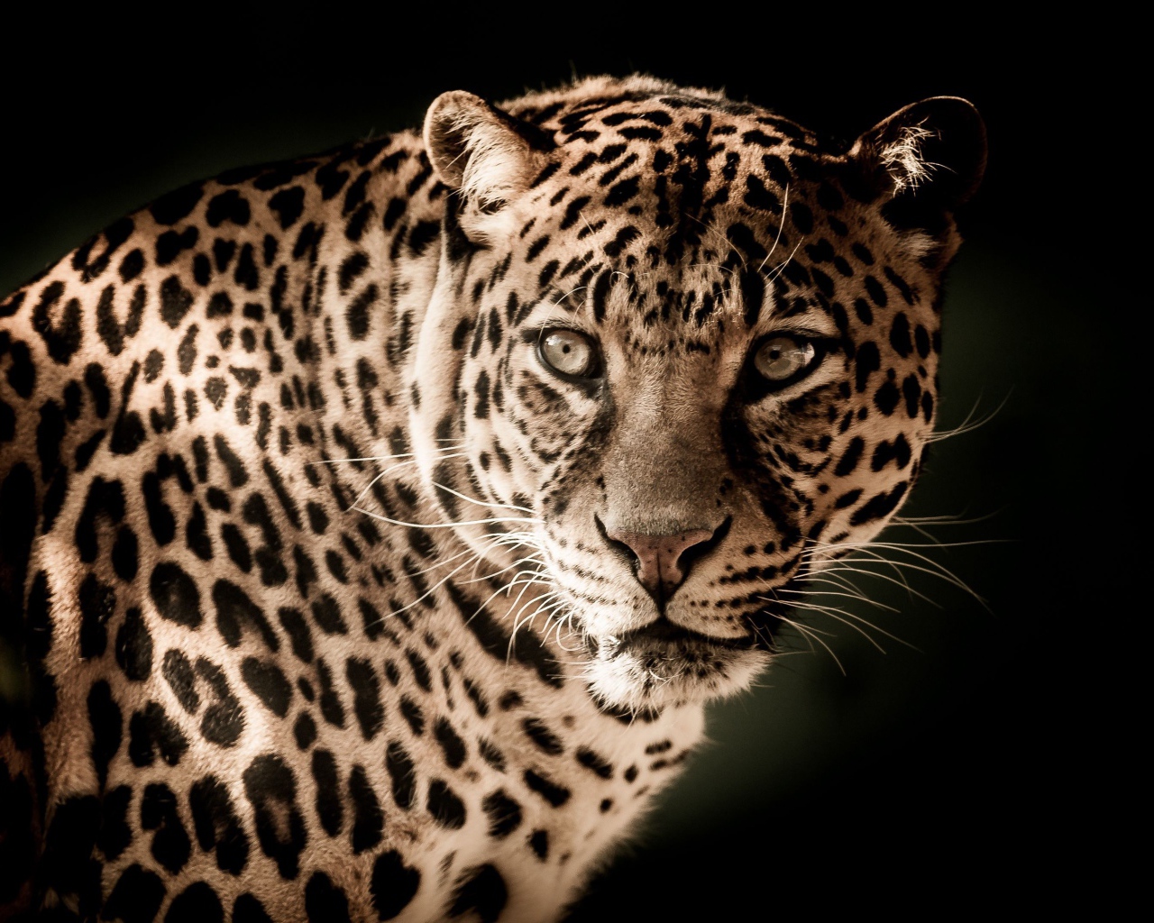 Серьезный взгляд большого пятнистого леопарда 