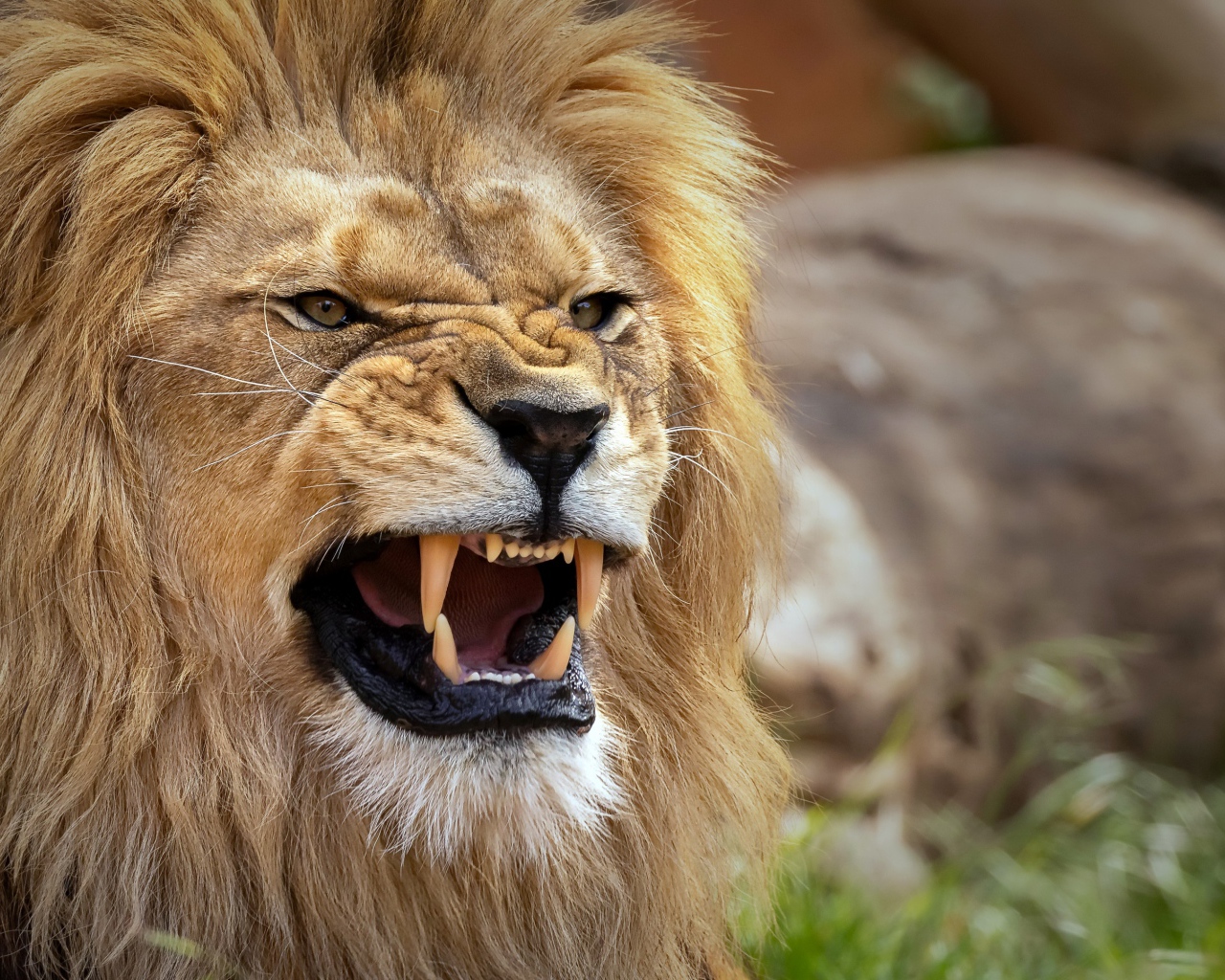 Острые клыки у грозного льва