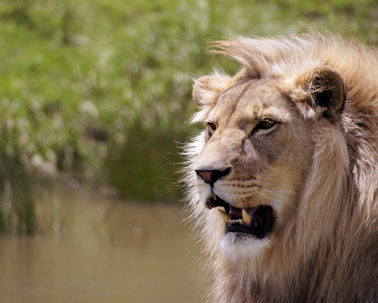 Острые клыки сурового африканского льва