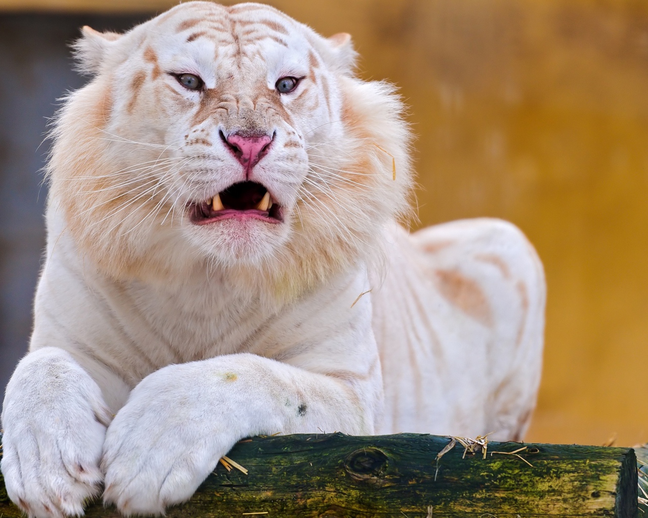 Острые клыки грозного белого тигра 