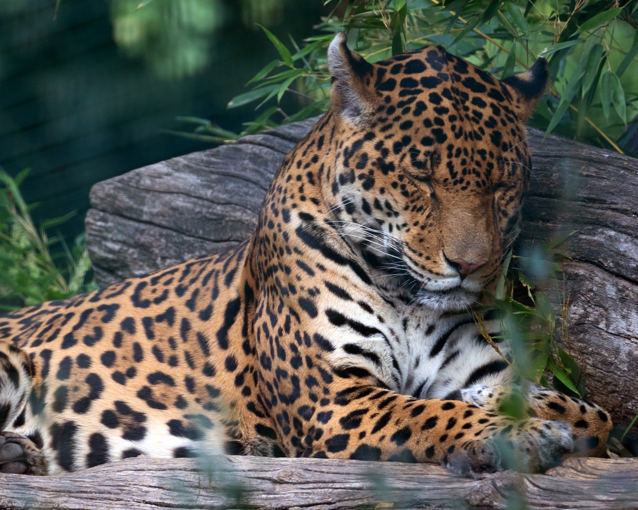 Пятнистый ягуар спит на дереве 