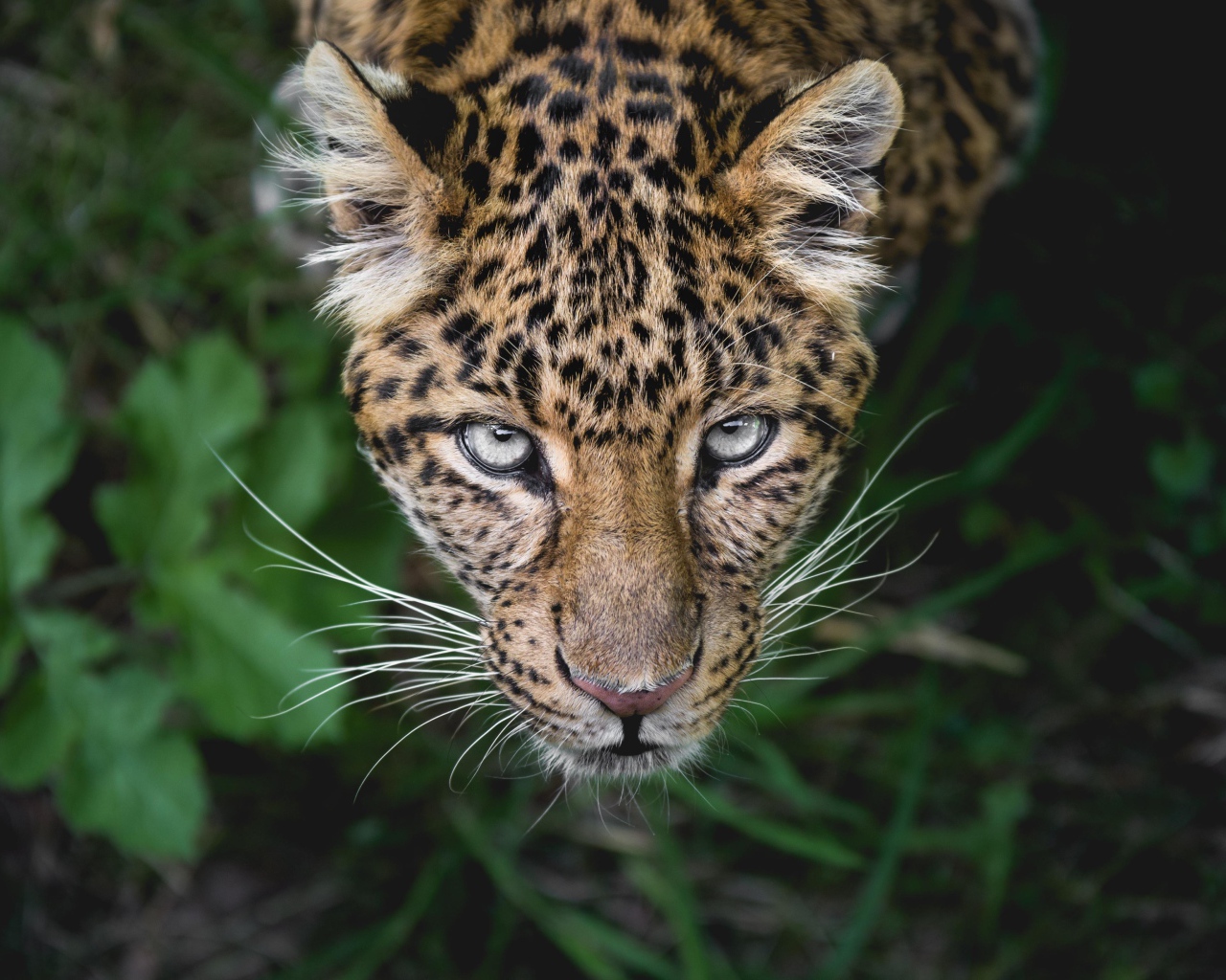 Пятнистый леопард смотрит на верх 